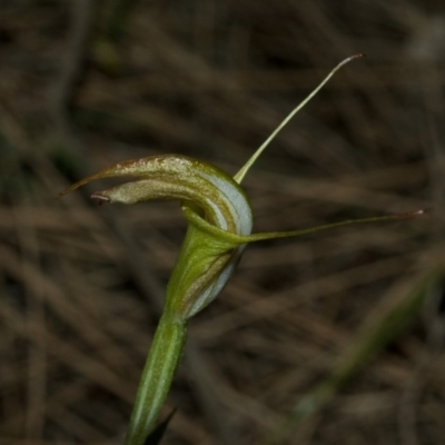 Pterostylis obtusa (Blunt-tongue Greenhood) at North Nowra, NSW - 1 May 2009 by AlanS