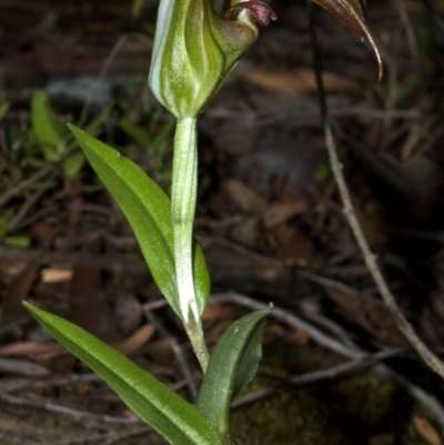 Pterostylis pulchella (Waterfall Greenhood) at Browns Mountain, NSW - 26 Feb 2009 by AlanS