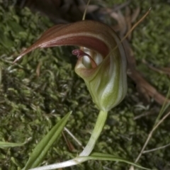 Pterostylis pulchella (Waterfall Greenhood) at Barrengarry, NSW - 4 Mar 2006 by AlanS