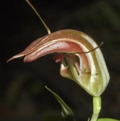 Pterostylis pulchella (Waterfall Greenhood) at Browns Mountain, NSW - 1 Apr 2006 by AlanS