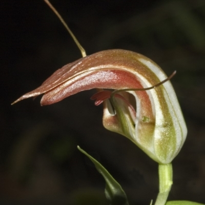 Pterostylis pulchella (Waterfall Greenhood) at Browns Mountain, NSW - 1 Apr 2006 by AlanS