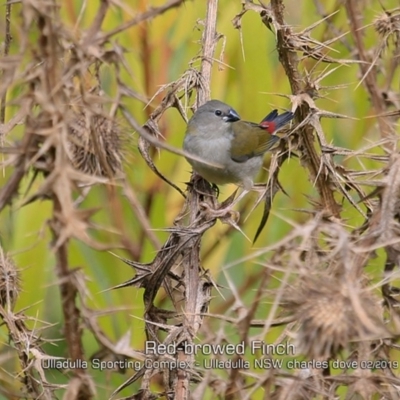 Neochmia temporalis (Red-browed Finch) at Ulladulla, NSW - 12 Feb 2019 by CharlesDove