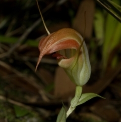 Pterostylis pulchella (Waterfall Greenhood) at Wildes Meadow, NSW - 19 Feb 2011 by AlanS