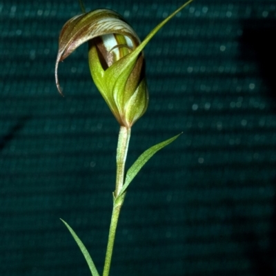 Diplodium reflexum (Dainty Greenhood) at Batemans Bay, NSW - 9 May 2009 by AlanS