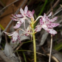 Dipodium variegatum (Blotched Hyacinth Orchid) at Yerriyong, NSW - 17 Jan 2016 by AlanS