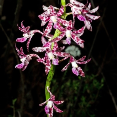 Dipodium variegatum (Blotched Hyacinth Orchid) at Jerrawangala, NSW - 27 Dec 2015 by AlanS