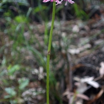 Dipodium variegatum (Blotched Hyacinth Orchid) at Woodburn, NSW - 29 Dec 2012 by AlanS