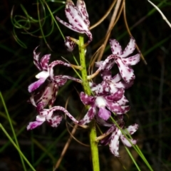 Dipodium variegatum (Blotched Hyacinth Orchid) at Yerriyong, NSW - 19 Dec 2015 by AlanS