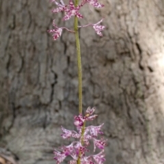 Dipodium variegatum (Blotched Hyacinth Orchid) at Kangaroo Valley, NSW - 31 Dec 2014 by AlanS