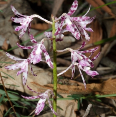 Dipodium variegatum (Blotched Hyacinth Orchid) at Sanctuary Point, NSW - 6 Jan 2017 by AlanS