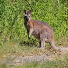 Notamacropus rufogriseus (Red-necked Wallaby) at Ulladulla, NSW - 13 Feb 2019 by CharlesDove