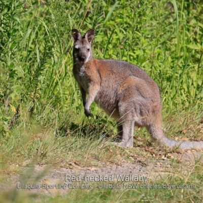 Notamacropus rufogriseus (Red-necked Wallaby) at Ulladulla, NSW - 12 Feb 2019 by Charles Dove