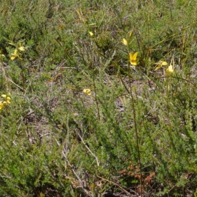 Diuris aurea (Golden Donkey Orchid) at Longreach, NSW - 9 Oct 2015 by AlanS