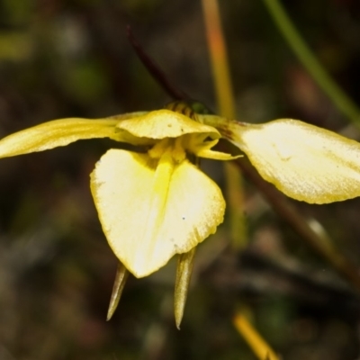 Diuris chryseopsis (Golden Moth) at Tianjara, NSW - 22 Sep 2005 by AlanS