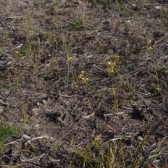 Diuris maculata (Spotted Doubletail) at West Nowra, NSW - 19 Aug 2015 by AlanS