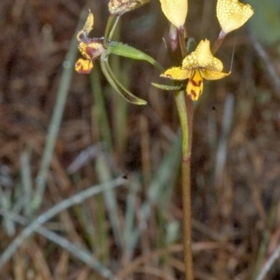 Diuris maculata (Spotted Doubletail) at Browns Mountain, NSW - 27 Aug 2005 by AlanS