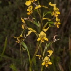 Diuris maculata (Spotted Doubletail) at West Nowra, NSW - 1 Sep 2011 by AlanS