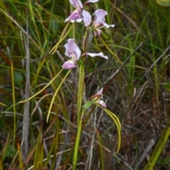 Diuris punctata (Purple Donkey Orchid) at Ulladulla, NSW - 26 Oct 2014 by AlanS