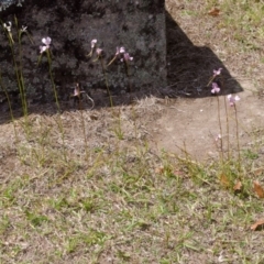 Diuris punctata (Purple Donkey Orchid) at Nowra, NSW - 5 Oct 2015 by AlanS