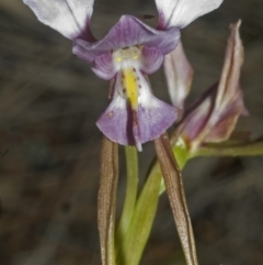 Diuris punctata var. punctata (Purple Donkey Orchid) at Ulladulla, NSW - 25 Oct 2006 by AlanS