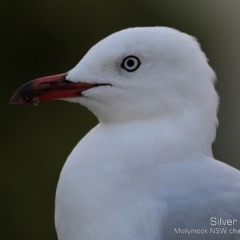 Chroicocephalus novaehollandiae (Silver Gull) at Mollymook, NSW - 16 Feb 2019 by CharlesDove