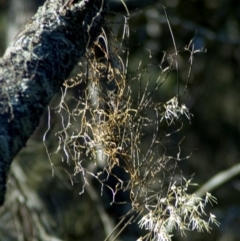 Dockrillia teretifolia (A Rat's Tail Orchid) at Erowal Bay, NSW - 11 Aug 2005 by AlanS