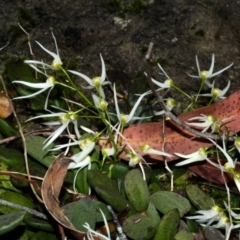 Dockrillia linguiformis (Thumb-nail Orchid) at Bamarang, NSW - 17 Sep 2013 by AlanS