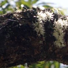 Dockrillia linguiformis (Thumb-nail Orchid) at Cambewarra, NSW - 9 Oct 2015 by AlanS