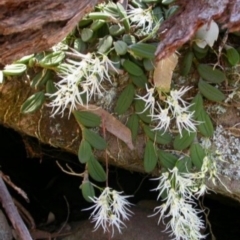 Dockrillia linguiformis (Thumb-nail Orchid) at North Nowra, NSW - 1 Nov 2003 by AlanS