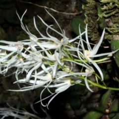 Dockrillia linguiformis (Thumb-nail Orchid) at Bamarang, NSW - 10 Oct 2015 by AlanS