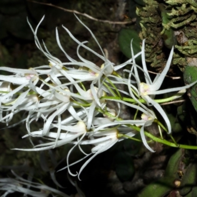 Dockrillia linguiformis (Thumb-nail Orchid) at Bamarang, NSW - 10 Oct 2015 by AlanS