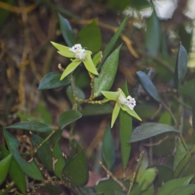 Dockrillia pugioniformis (Dagger Orchid) at Browns Mountain, NSW - 2 Oct 2015 by AlanS