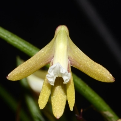 Dockrillia striolata (Streaked Rock Orchid) at Budgong, NSW - 7 Oct 2013 by AlanS