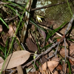 Dockrillia striolata (Streaked Rock Orchid) at North Nowra, NSW - 29 Sep 2018 by AlanS