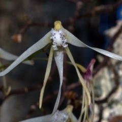 Dockrillia teretifolia (A Rat's Tail Orchid) at Callala Bay, NSW - 29 Jul 2009 by AlanS