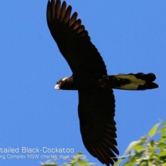 Zanda funerea (Yellow-tailed Black-Cockatoo) at Ulladulla, NSW - 12 Feb 2019 by Charles Dove