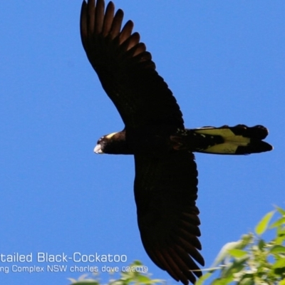 Zanda funerea (Yellow-tailed Black-Cockatoo) at Ulladulla, NSW - 12 Feb 2019 by Charles Dove