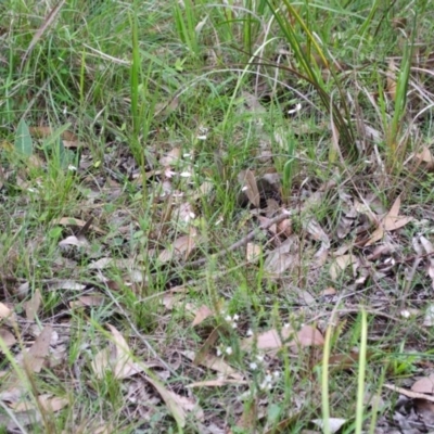 Eriochilus cucullatus (Parson's Bands) at Sanctuary Point, NSW - 18 Apr 2017 by AlanS