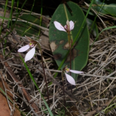 Eriochilus cucullatus (Parson's Bands) at Falls Creek, NSW - 8 Apr 2014 by AlanS