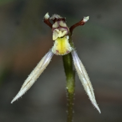 Eriochilus cucullatus (Parson's Bands) at Tomerong, NSW - 19 Mar 2010 by AlanS