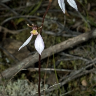 Eriochilus cucullatus (Parson's Bands) at Vincentia, NSW - 9 May 2011 by AlanS