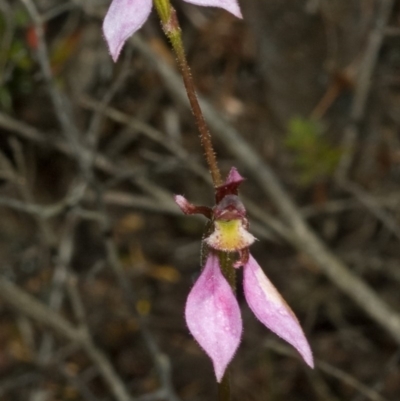 Eriochilus cucullatus (Parson's Bands) at Sassafras, NSW - 14 Apr 2011 by AlanS