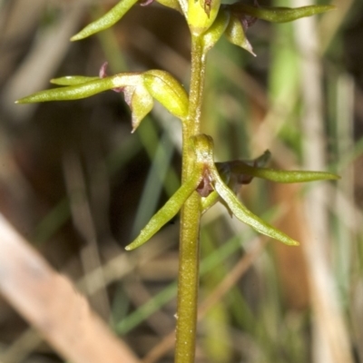 Genoplesium baueri (Bauer's Midge Orchid) by AlanS