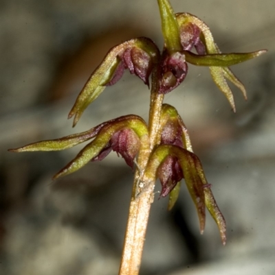 Genoplesium baueri (Bauer's Midge Orchid) by AlanS