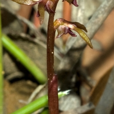 Genoplesium baueri (Bauer's Midge Orchid) by AlanS