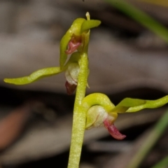 Genoplesium baueri (Bauer's Midge Orchid) by AlanS