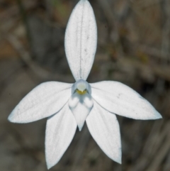 Glossodia major (Wax Lip Orchid) at Morton, NSW - 21 Aug 2005 by AlanS