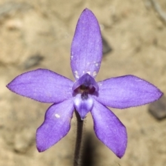 Glossodia major (Wax Lip Orchid) at Touga, NSW - 28 Sep 2006 by AlanS