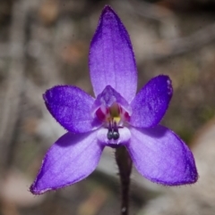 Glossodia minor (Small Wax-lip Orchid) at Sassafras, NSW - 16 Sep 2016 by AlanS