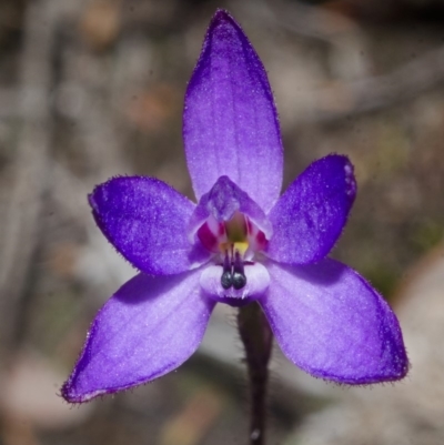 Glossodia minor (Small Wax-lip Orchid) at Sassafras, NSW - 17 Sep 2016 by AlanS